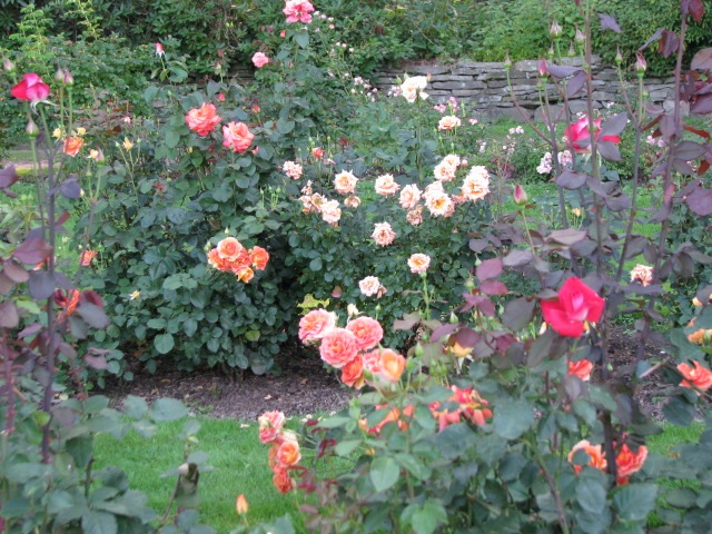 orange rose garden