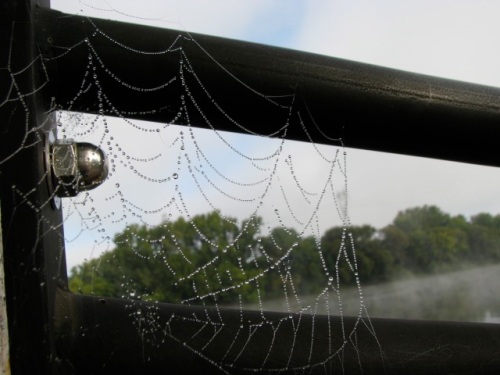 dewy spider web with fog lifted - Riverside Park esplanade railing - 8:30 AM 21Sep09