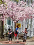 a young mother with two children stops to pick cherry blossoms from the tree at 15 Washington Ave. – Schenectady NY Stockade — 28Apr2013