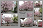collage og photos of Washington Avenue cherry blossoms on a gray day – Schenectady NY Stockade – 29Apr2013