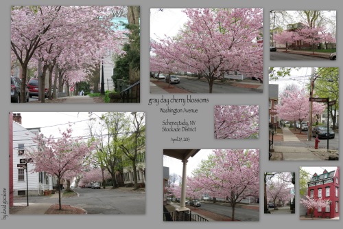 collage og photos of Washington Avenue cherry blossoms on a gray day - Schenectady NY Stockade - 29Apr2013