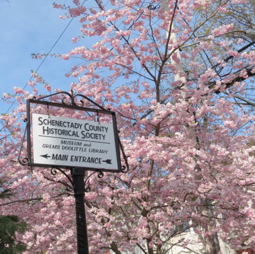 SCHS Sign seen among cherry blossoms on Washinggton Ave. - Schenectady NY Stockade -- 28Apr2013