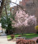 the magnolia tree in bloom in front of the YWCA – Schenectady NY Stockade — 28Apr2013